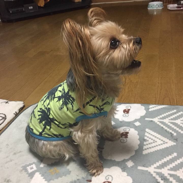 Da0d1121 38f2 44de b705 6dc317246c48 1545726004441