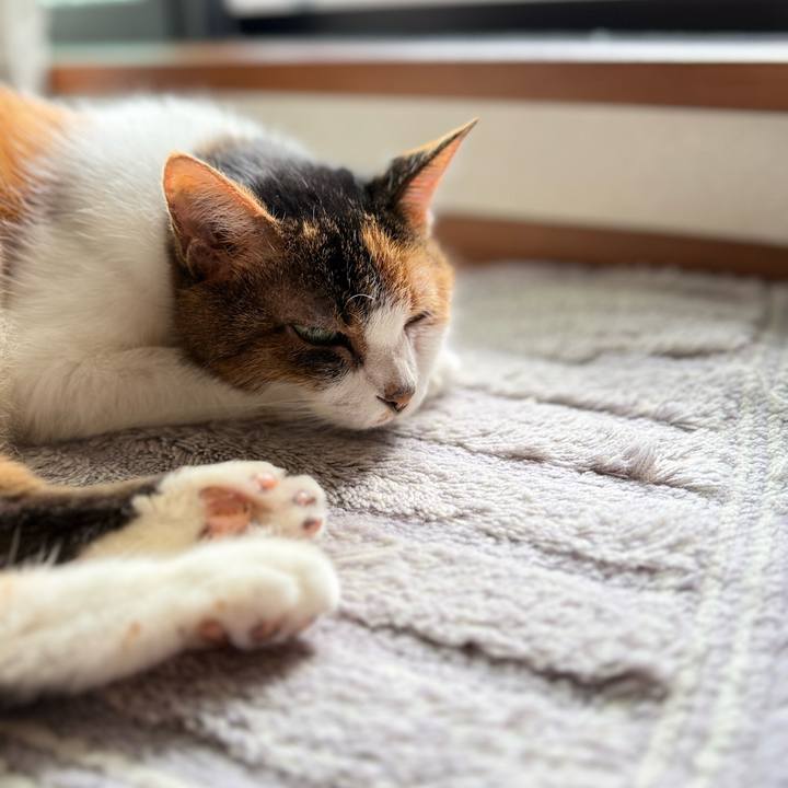 Da0e3230 7db8 4a15 ab0a ae748b95a0dc 1758589814519