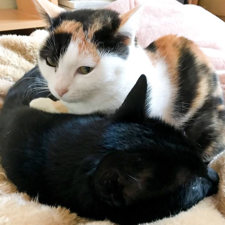 Da14a4cd 9a23 4fc5 a111 b941fe680e3d 1517747964394