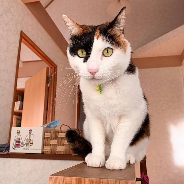 Da16599c 052b 440f 90cf 8995154a0267 1575421376498