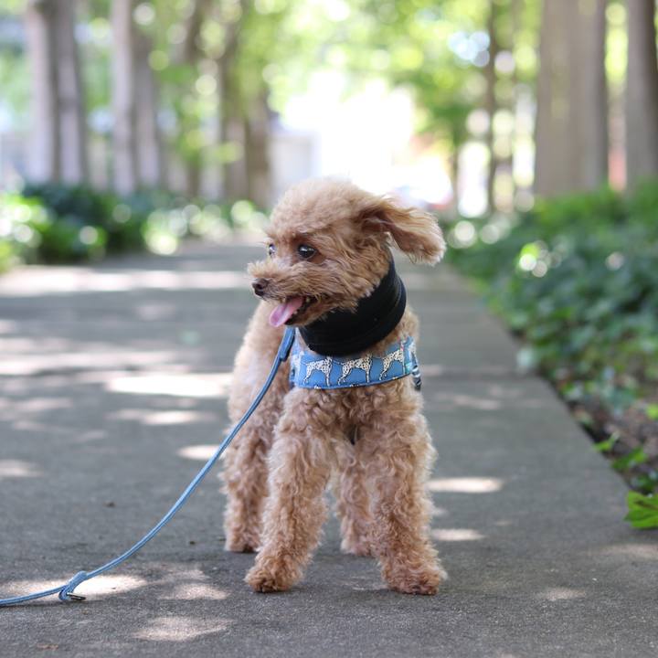 Da183e70 3ba3 4fe6 a3c7 f6730735d4d5 1560662288210