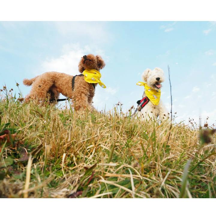 Da19ad33 7a00 4fc0 8a7d acd367be0348 1522166469714