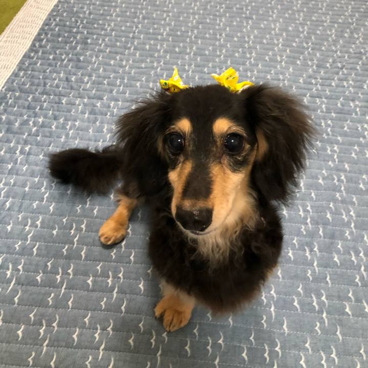 Da1a5263 aac3 45d0 979e 80f4351e791f 1563789433330