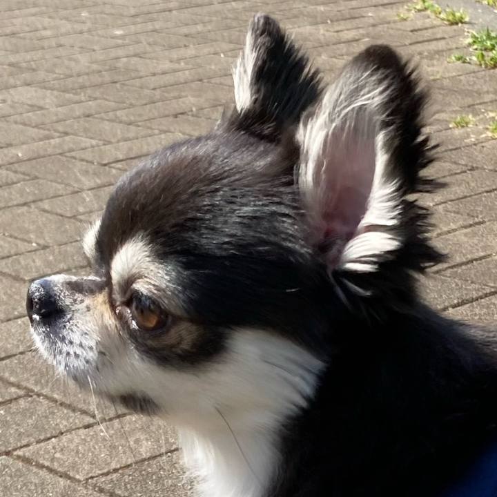 Da1f8880 01e2 448d a31c 78dc8b9f2832 1682657046747