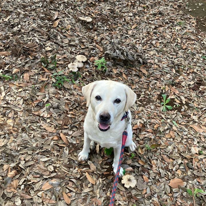 Da21e0b8 41a6 4a7f 947c 0929d8e77ffb 1758501176429