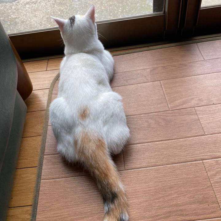 Da24c8a1 5ea0 4cee ba9e fb0f0d76c65a 1599971215474