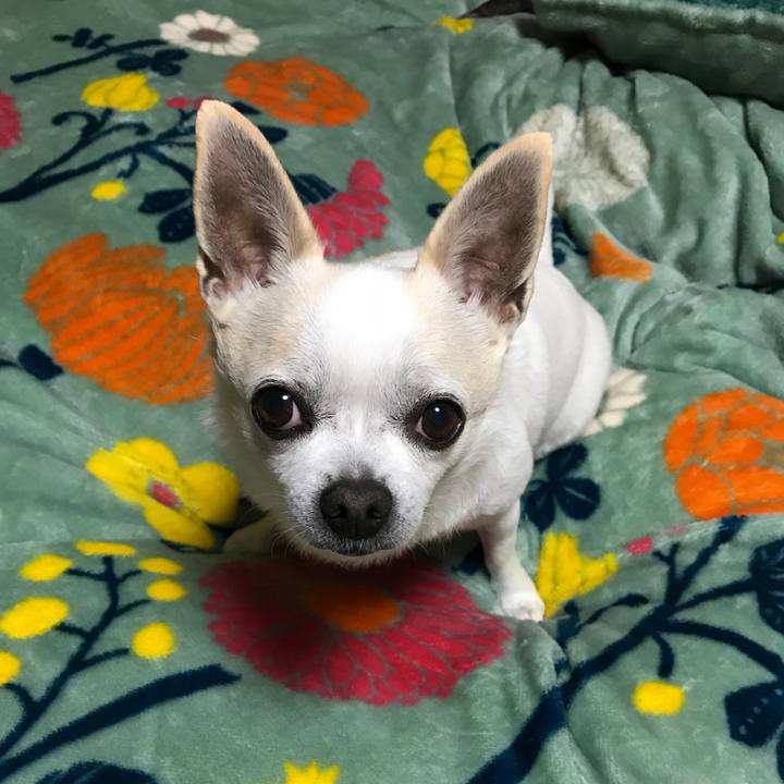 Da27da1c 16d8 4141 b9ef 86973caa5347 1513127102556