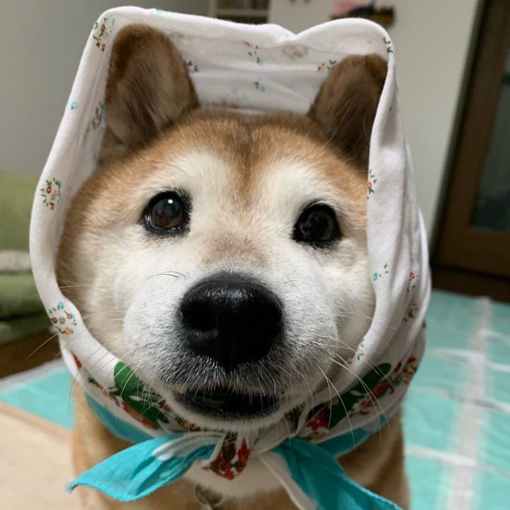 Da2922f4 7b1b 4903 9080 d4782473a860 1576416607547