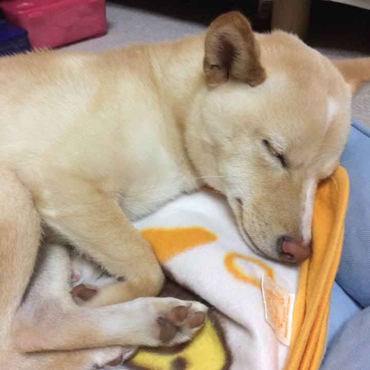 Da2987e7 5223 43b6 bab7 a9ae3b3564a5 1507985320582