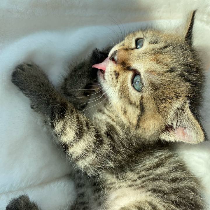 Da2bf244 4868 4858 9355 80087aa63814 1636951367002