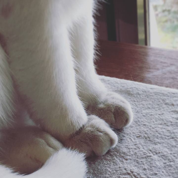 Da34d1ed 0ae8 4a6c b993 ef88e902f33d 1517276252261