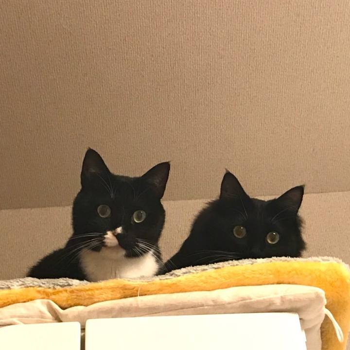 Da36feb6 0ff1 4157 ad41 5dcc933a8251 1519083471289