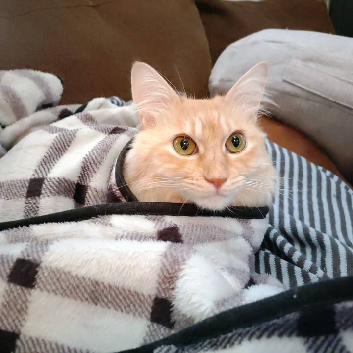 Da3ad2da 72ef 4028 941d c66c1d509ca5 1698275184408