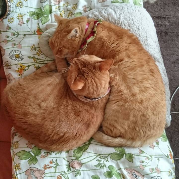 Da3dac87 3c1a 413b a486 24cb4cee40fd 1509508575457