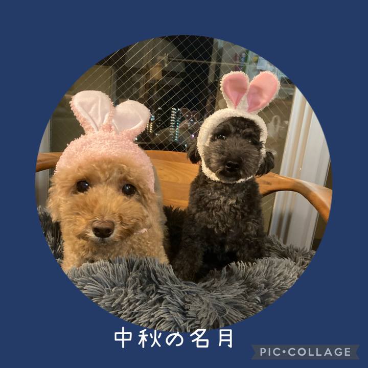 Da41b897 1228 4265 81ea e4ddbc1baa1f 1695992369341