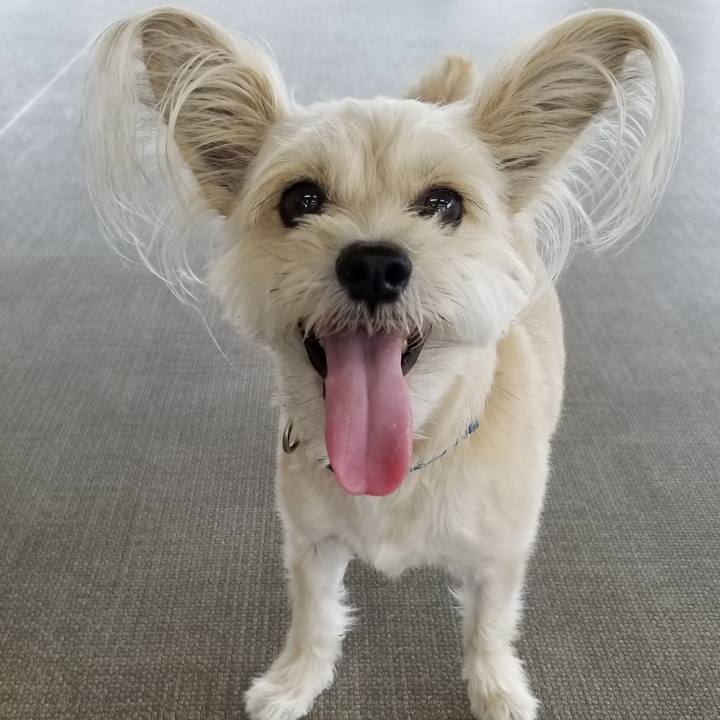 Da425886 b478 45a3 a489 d38fd7c871e8 1530183331169