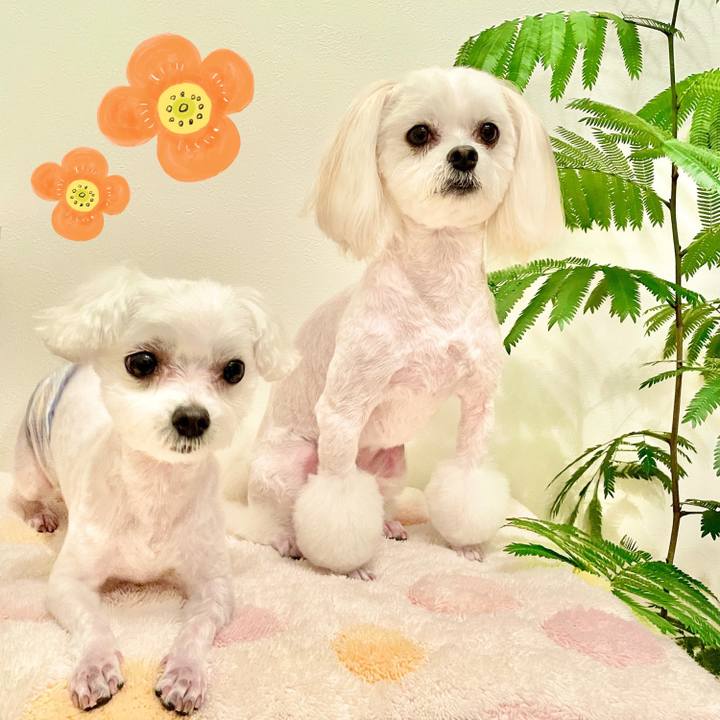 Da439184 a707 4e7c bee8 e490ae1f7a2d 1620963749364