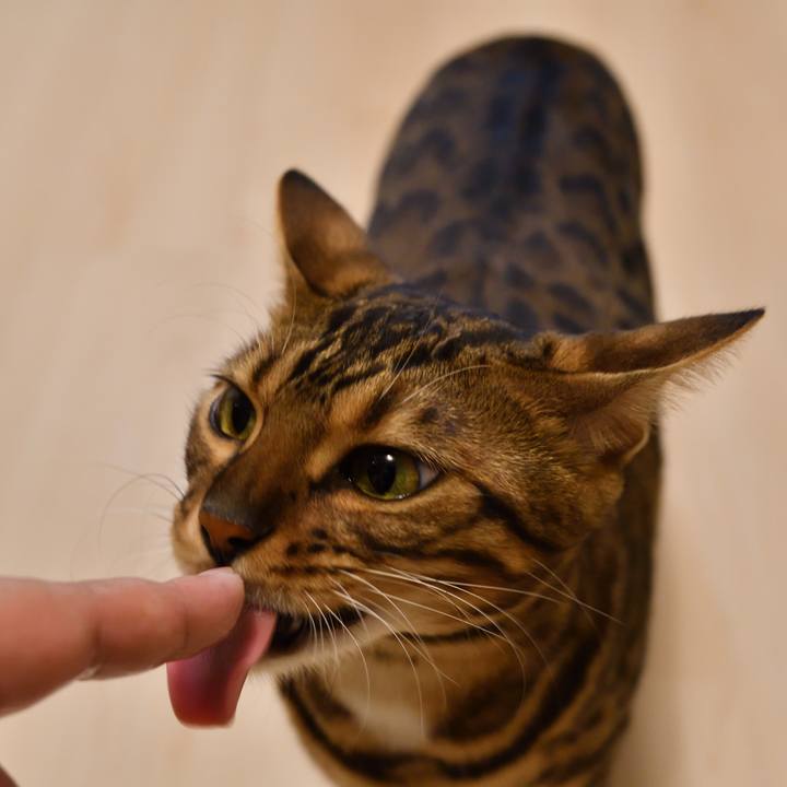 Da4533f9 1279 4dc3 9768 e391073eba5a 1511436268497