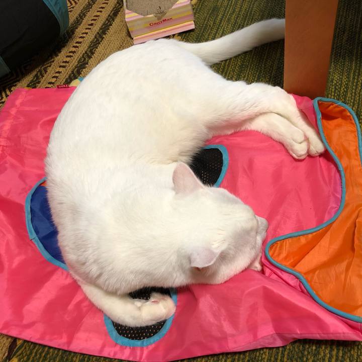 Da4549f3 937e 437f ab70 2e11ef06b386 1599357147829