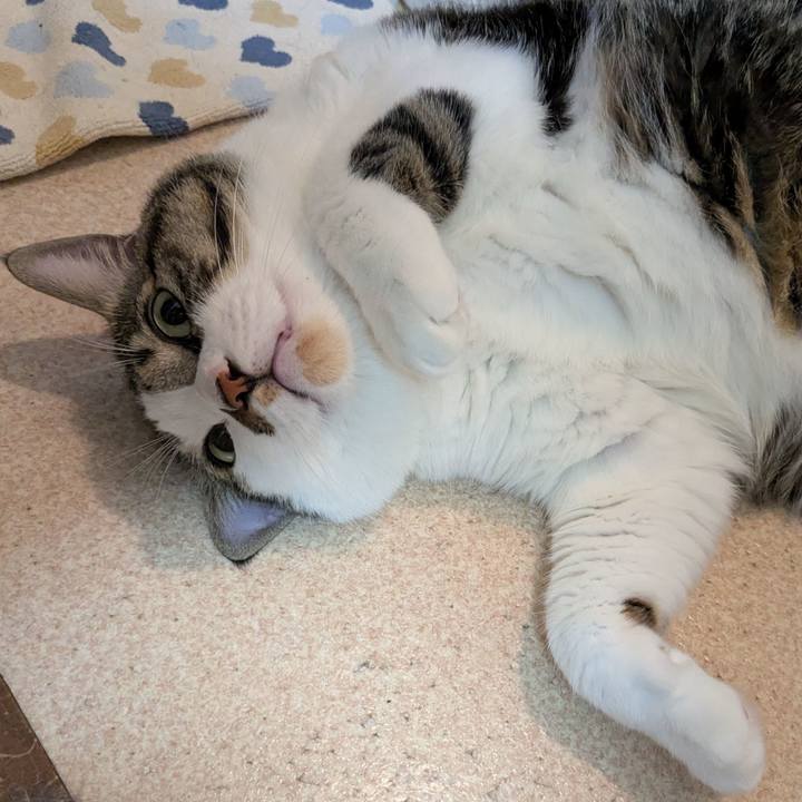 Da457786 9189 4f92 8fea 3b3c814285cf 1760271837008