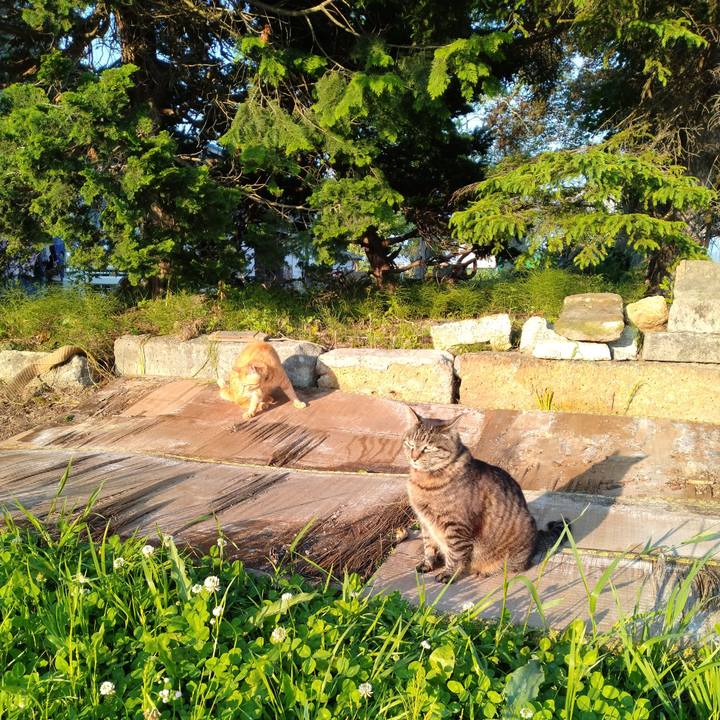 Da474dac 3674 4cdf aa70 59a4ea0bf0f5 1686128457075