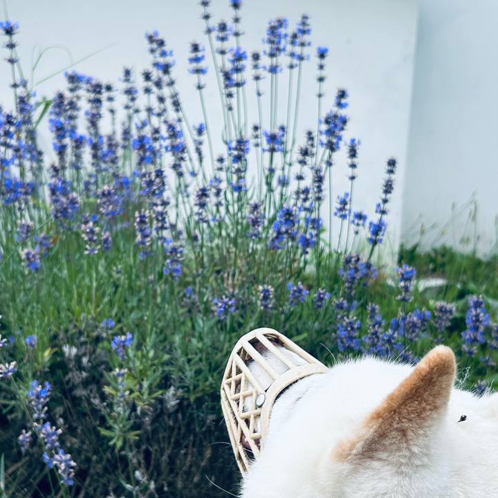 Da47b7b1 6e82 4b1c b126 862dae2e11e4 1752697853941