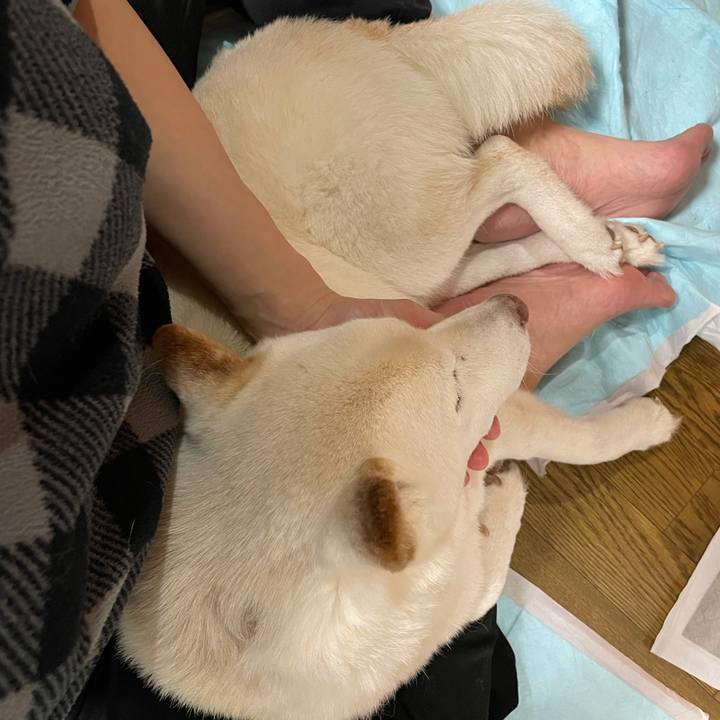 Da4831c7 f1e7 412a a83c b5af7ea11a2f 1635425744440