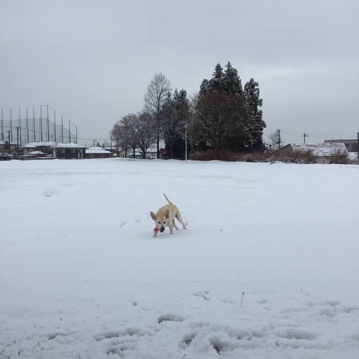 Da4952bf 9f15 40c3 a218 c34bf0c84bb5 1513733938348