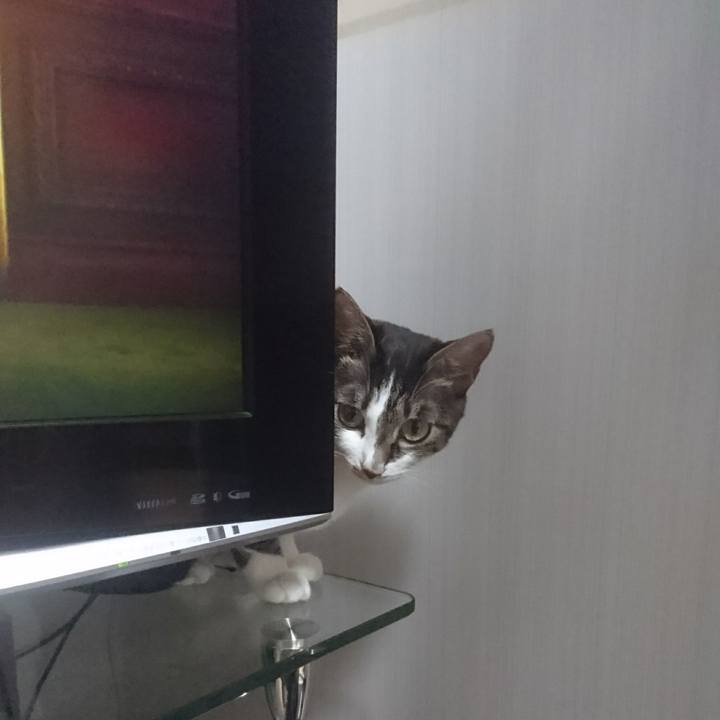 Da4afbcf 20a9 4fb0 8b27 ad153601d3ee 1514130905917