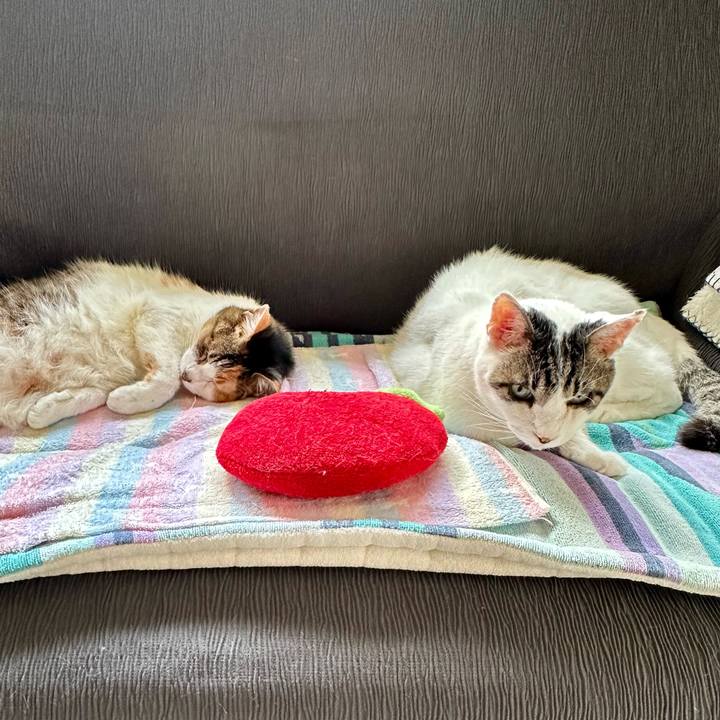 Da4d5d37 c3a7 461d a26f cbdf79328544 1717812584639