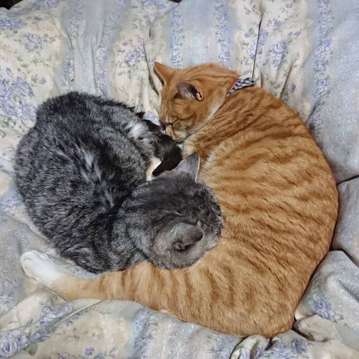 Da4ea74a 9559 463d 8ab5 ddbbfffd49ba 1575980983812