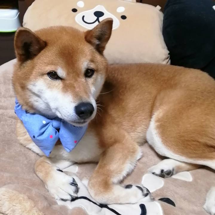 Da5009db 4fbf 47d9 8a86 3b6b734a32cd 1585562700683