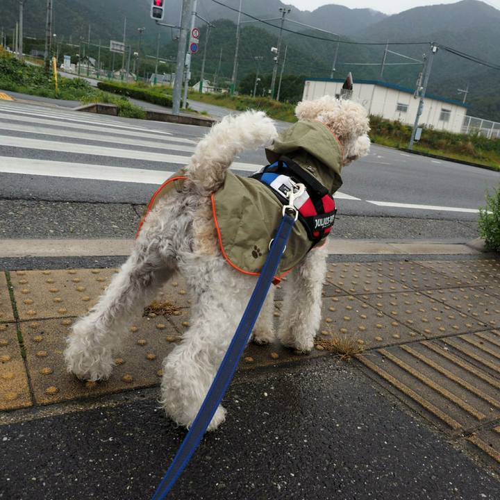 Da5982b6 d15c 4182 b335 f1b04f3b92f3 1508279994950