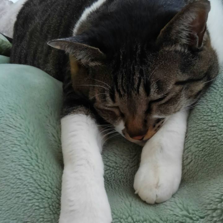 Da60acee 4e3e 4ee6 b36a 2942ed20ff47 1511595087913