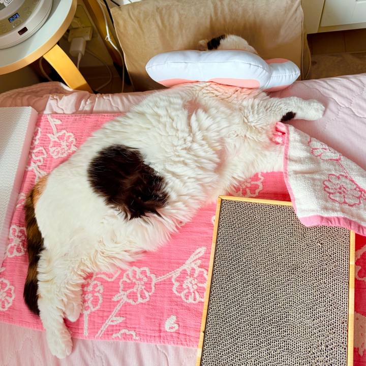 Da60e6d8 8796 49fc 829f 65a46b1b3c88 1738638784235