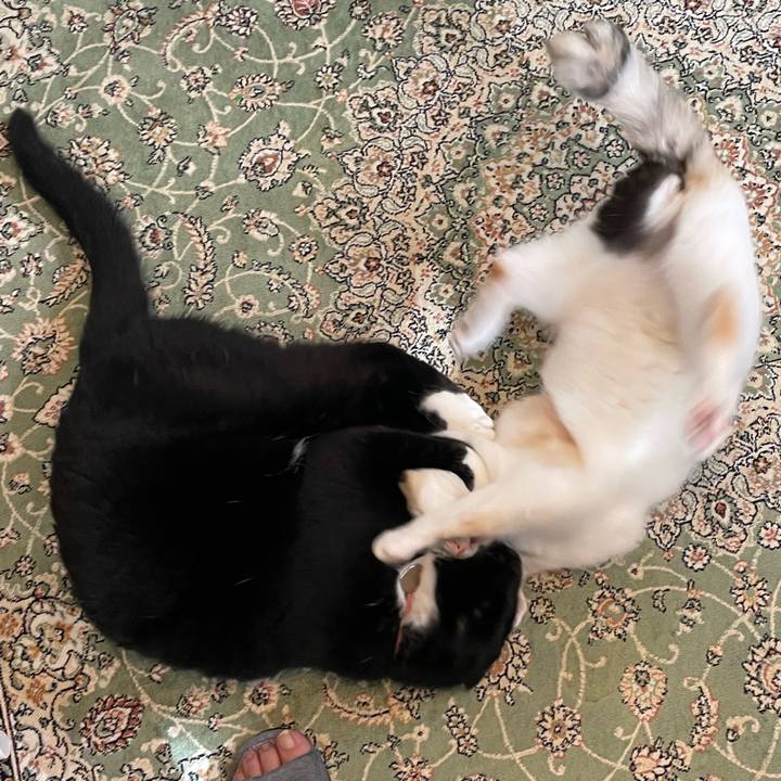 Da618e80 9a5a 4d43 bff2 fd512abcb529 1754090592525