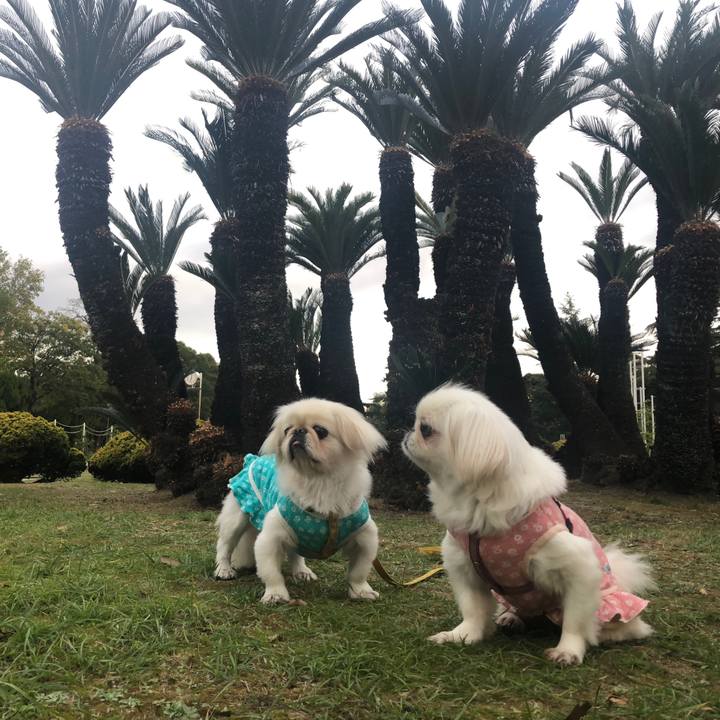 Da62e6e4 1a9f 4c2e a9ed 1aa806ed4878 1540948865194