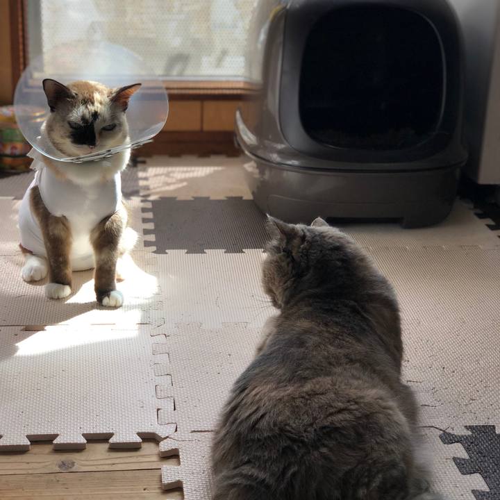 Da644ae8 5ed5 4b4a a9b0 e80d427dda20 1666364644811