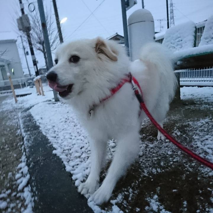 Da64e2fa d089 41d2 a439 fc891a6a5374 1513115113674