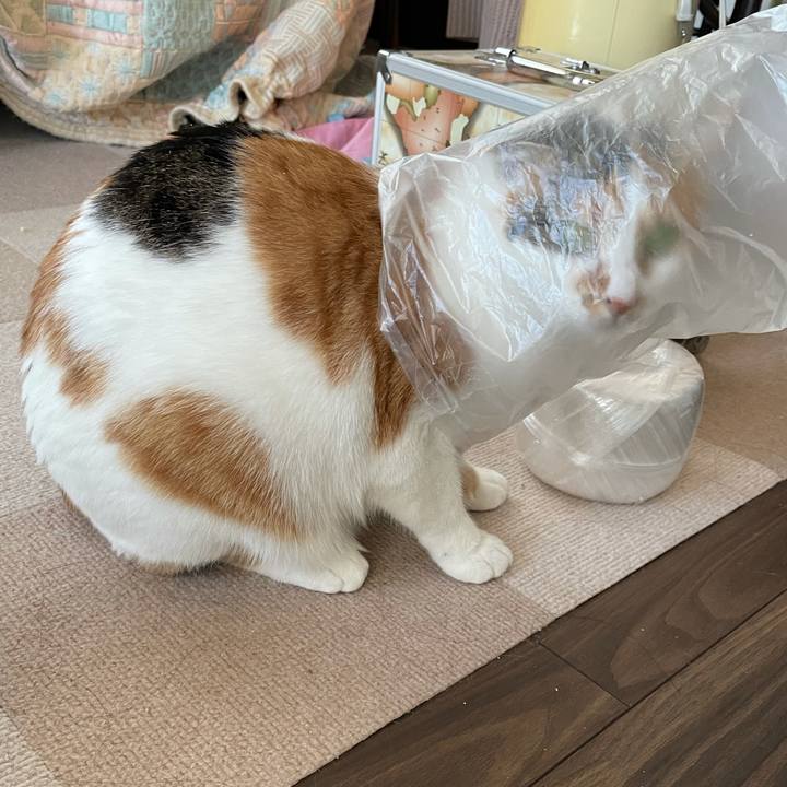 Da65cefa f5d1 4f19 8848 3fe8998c9d00 1613690367981