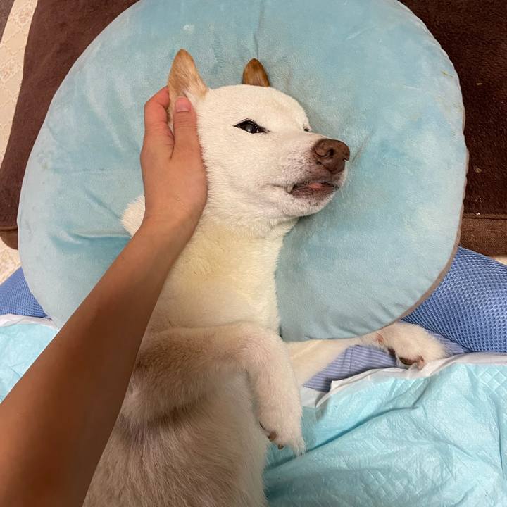 Da6caf6b 94ca 483c bd3c 4d08b30c6413 1665535777144