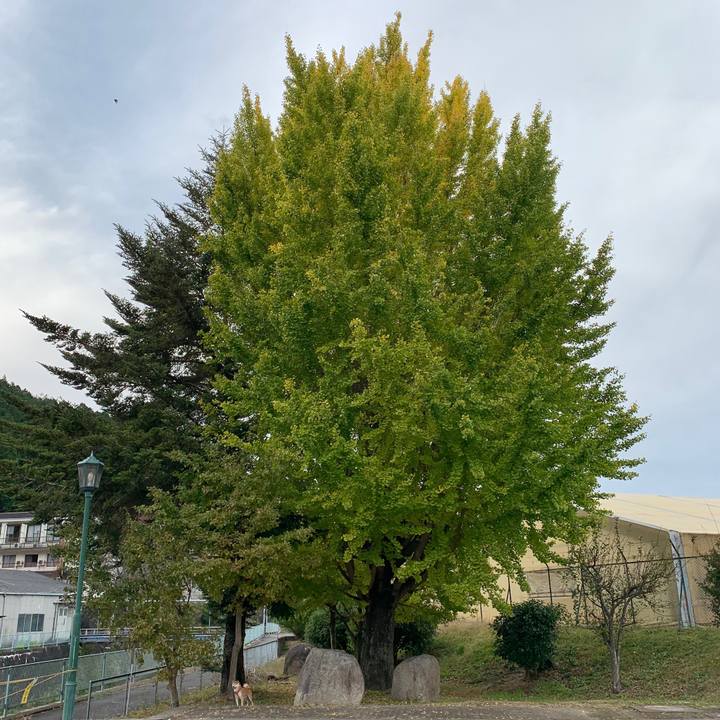 Da70b132 c5b2 4c30 9d38 aa1b1d00bf73 1573116048605