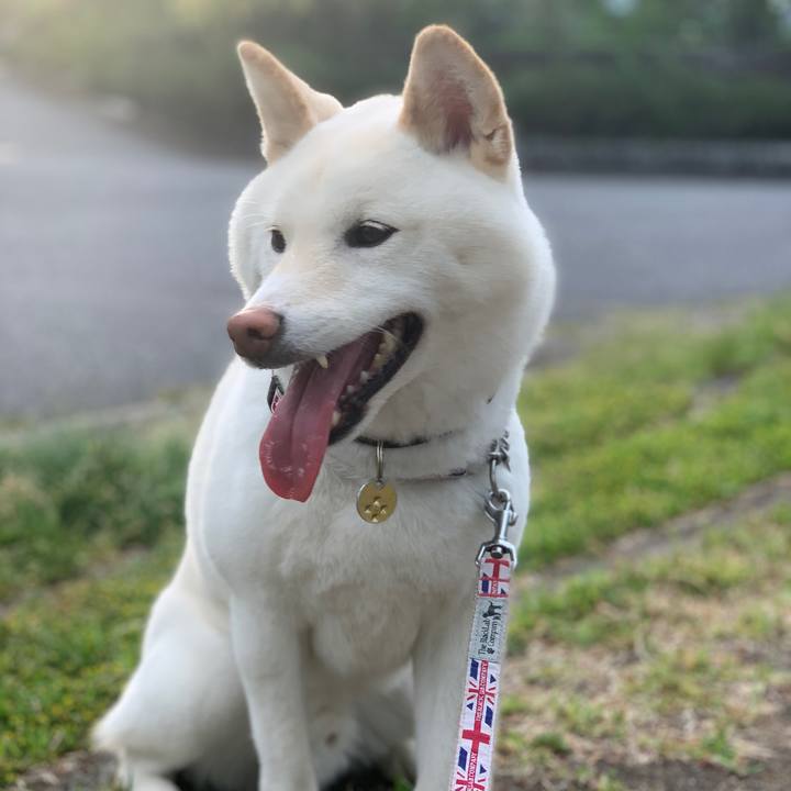 Da719dd8 1258 4ea4 917a fc58a3f1d9b9 1589153439847