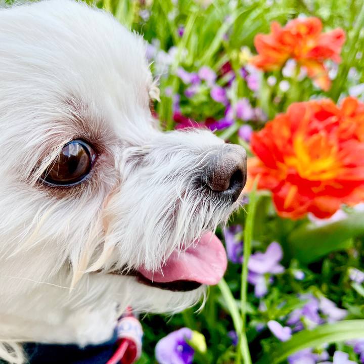 Da71e4a4 78e7 40f2 a9a8 b116423d789c 1618457520872