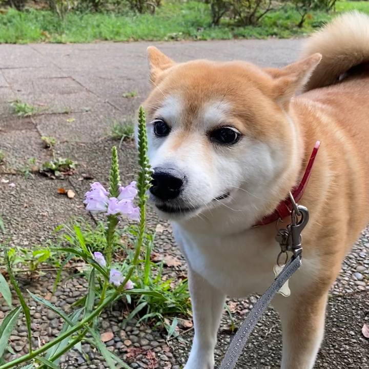 Da74fa9d 41a8 459f a7b9 4cc4a79befc7 1599924847203