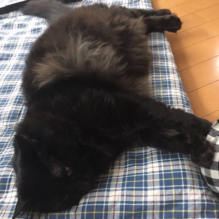 Da76f88b 87f7 4dc4 af6d b0220a2151e7 1512291465823