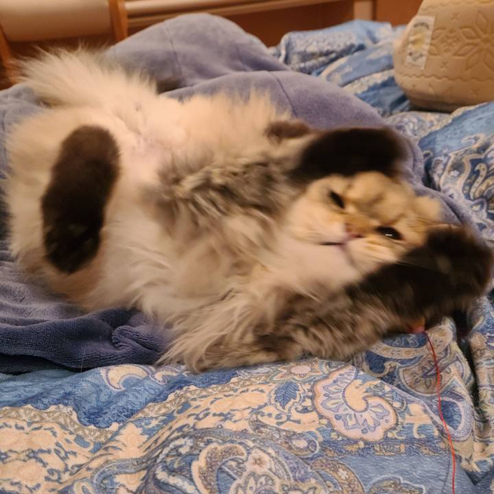 Da77a738 2284 41a4 89d0 364e2fba38ed 1616369155814