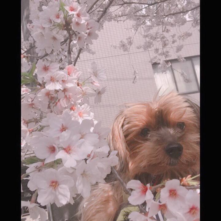 Da7fd30b 1403 4d4e 9639 66df1be424e2 1522287865824