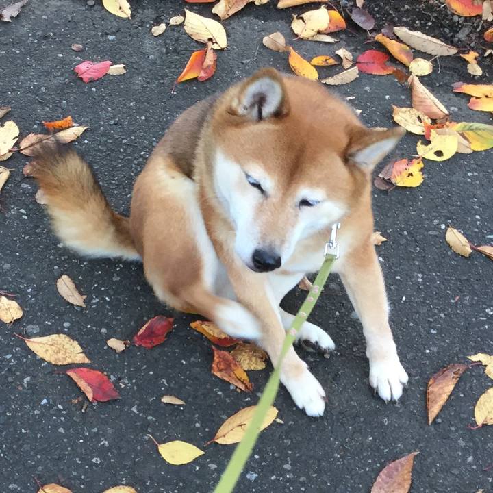 Da841f2d 0276 402e a19a 6938d3dd19f9 1574827126405