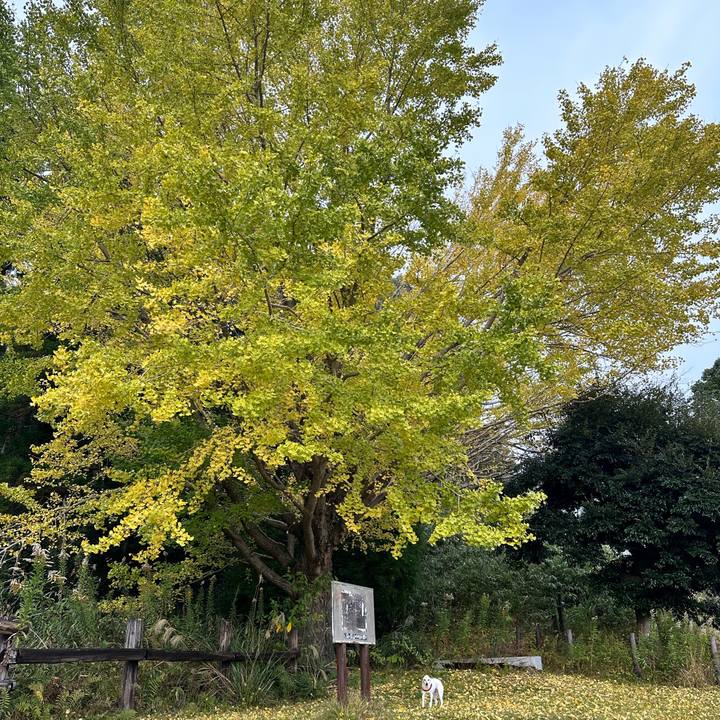 Da8800ce 1c35 4f01 91cd 90343d539a64 1670332178184